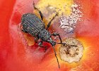 07) Vine Beetle on Tomato.jpg